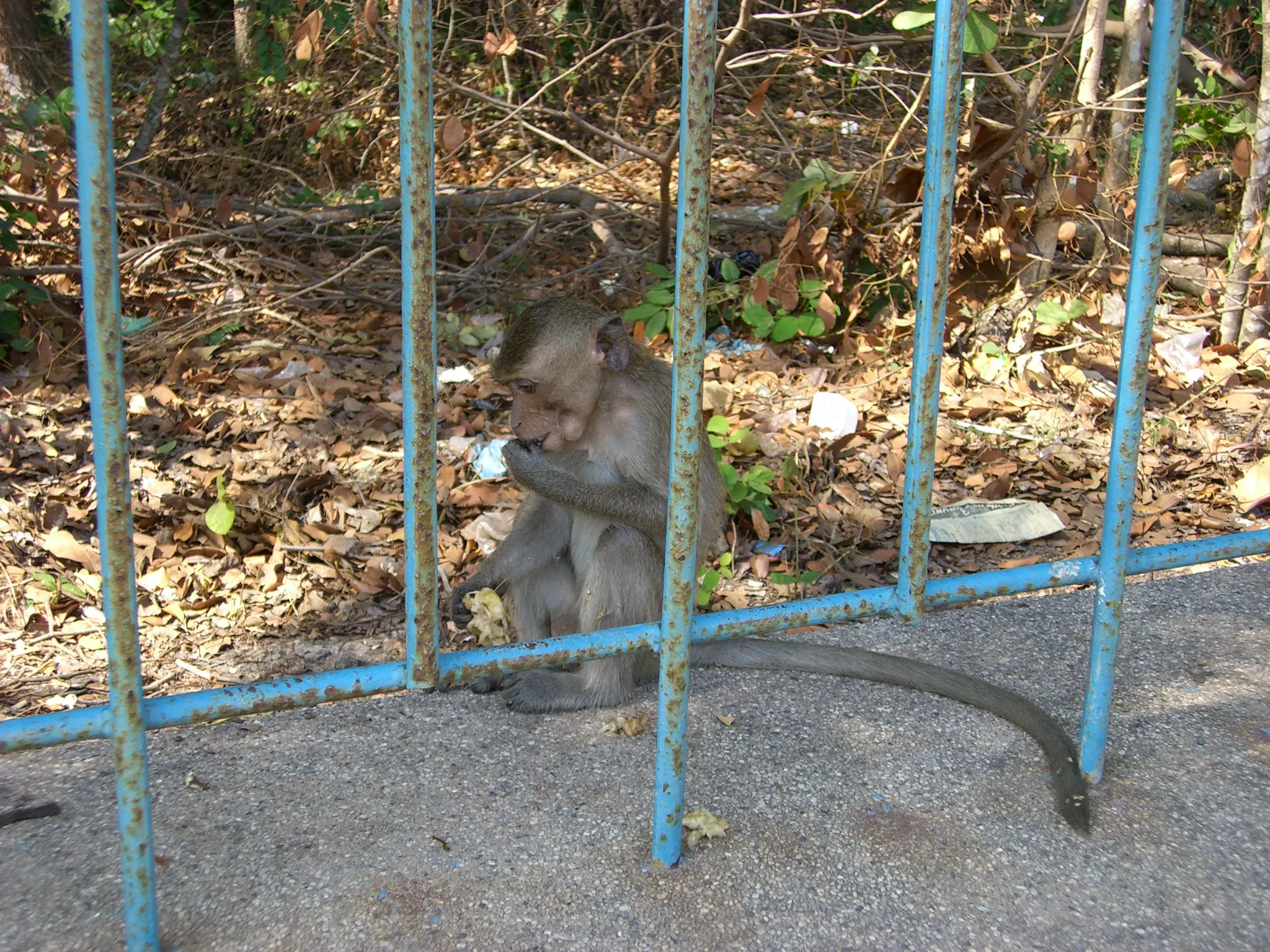 2007 Jan - Picture of a monkey outside Museum of Vietnamese History - Ho Chi Minh